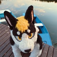 Hunter The Husky (@hunterhuskynl) 's Twitter Profile