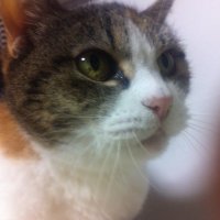 みんと猫 (@mintonuko) 's Twitter Profile