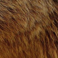 Bear Review (@bearreview) 's Twitter Profile Photo Bear Review (@bearreview) 's Twitter Profile Photo