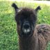 Disley Alpaca Trekking (@disleyalpacas) Twitter profile photo Disley Alpaca Trekking (@disleyalpacas) Twitter profile photo