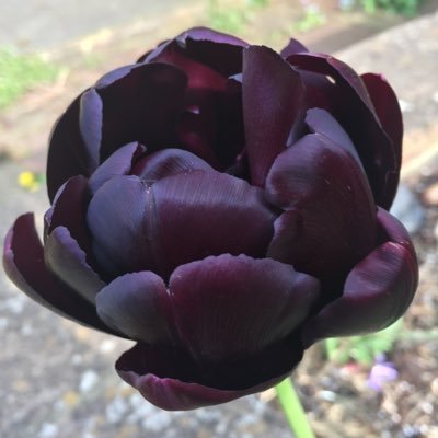 KateHarvey138's profile picture. 