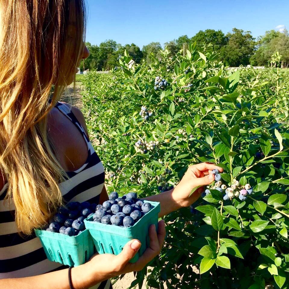 108 year-old family #blueberry #farm and NJ blueberry plants nursery growing healthy ORGANIC, Non-GMO, Heirloom #blueberries and blueberry bushes (609) 561-5905