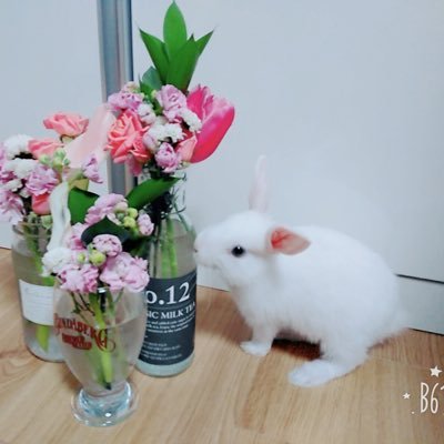 🐰20171231~20200401 토끼집사ㅣ새해ㅣsaehaeㅣセヘㅣrabbitㅣbunnyㅣウサギ