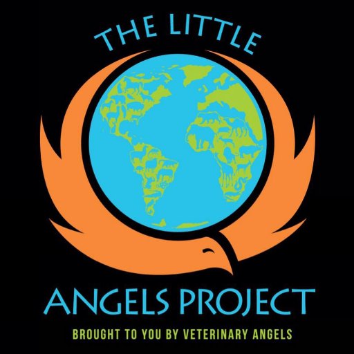 Official Twitter Page of The Little Angels Project. We are a non-profit organization with the goal of reducing euthanasia rates of domestic and exotic animals.