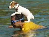 Phuketdog's profile picture. Phuket Indy Market, Dog's Lover