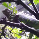 manuel cinco - @chamoXtrA - Twitter