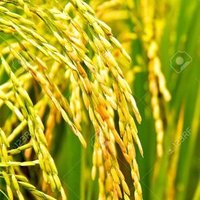 Food and Civil Supplies (@foodcivil_up) 's Twitter Profile