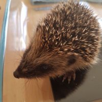 Huffing Hedgehogs 🦔🐔🐶🌻(@HuffingHedgehog) 's Twitter Profileg