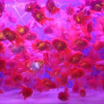 webcomp_bot's profile picture.