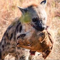 Ankaragüçlü (@airdrop910) 's Twitter Profile