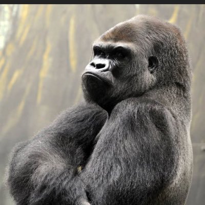 Superstraight, Silverback Gorilla 🦍. Taken from my homeland for your entertainment. #heldagainstmywill