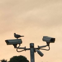 Old Bitshifter (@blackswanburst) 's Twitter Profile Photo