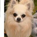 Dean Kellogg - @Sapphirechi - Twitter