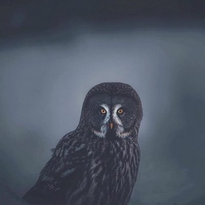 POLITEBART's profile picture. Catholic U ’82. Security expert. #ResistanceIsFutile #WWG1WGA Appalachian by birth, but cultured. Changing the world by yelling at my television set. #QAnon