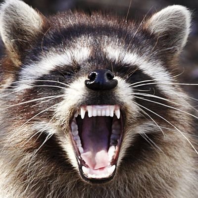 Rabid Raccoon