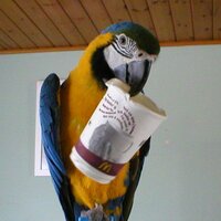 Kesi (@kessiki) 's Twitter Profile