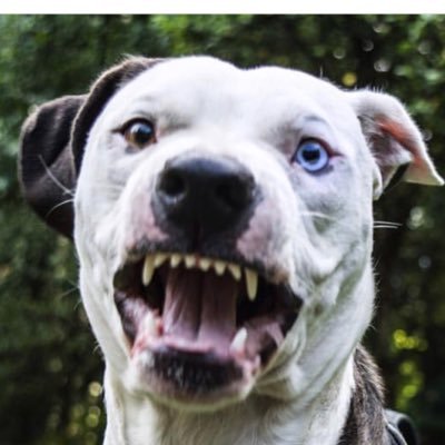 mister_stigma's profile picture. ⚠️ Warning: I Bite ⚠️