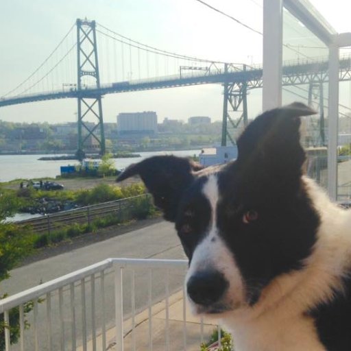 TheRexReport's profile picture. I'm a short haired border collie from "Double R" border collies in the valley! I'm 3 years old and live a great life in Dartmouth, NS!