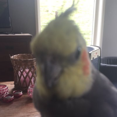 i'm a cockatiel raised by my daddy, but escaped my home and i am now a free birb!