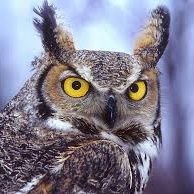 small, nerdy, and grouchy. expect bird stuff and/or weirdness.