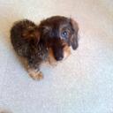 Tommy Pedersen - @thegiantbear - Twitter