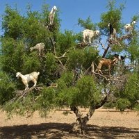 Goat Rodeo (@goatrodeo2018) 's Twitter Profile