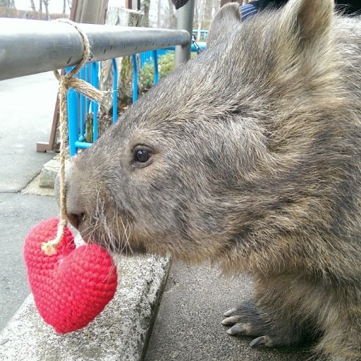 Introduces Nagano Chausuyama Zoo's loveliest wombats Momoko and Wallace, and also its beautiful wombat field/house to future candidates.