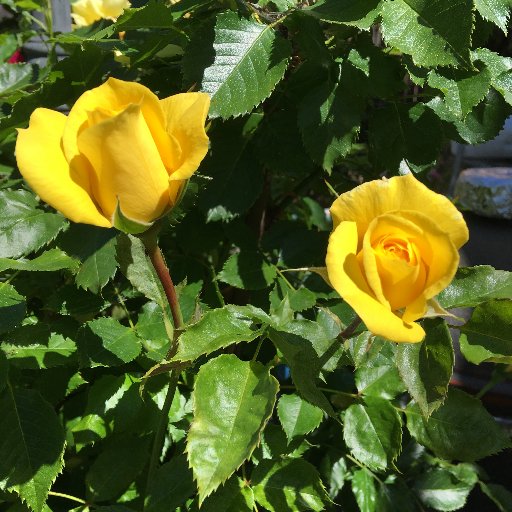 1SueGallardo's profile picture. Trade show marketing, management, production, consulting