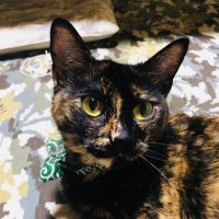 mika@猫とロードバイク (@mikaankokibi) 's Twitter Profile