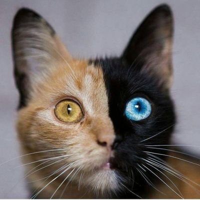 Animal Rescue & Advocate. Donations are welcome & appreciated. Click on the GoFundMe link on my page. (https://t.co/9ztaloFOVr)