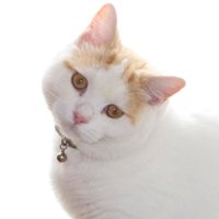 AGATA Yoshimi (@agata_yoshimi) 's Twitter Profile