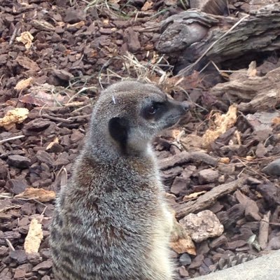 OSournoodle's profile picture. Gamer