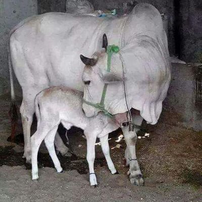 bkchauhan21's profile picture. 