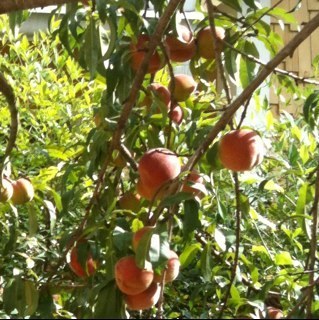 laurelnesbit's profile picture. 