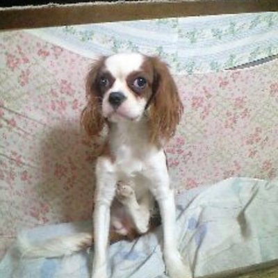 うなぎ 今日行ってきた岡田美術館の田中一村展は 田中一村自体は少なかったんだが 若冲のドスの効いた鶏の親分 速水御舟 菱田春草 俵屋宗達 葛飾北斎 奥村土牛 加山又造 エトセトラ とんでもねービッグなメンツにぶったまげた 何が一番嬉しかっ