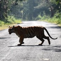ConnectivityConservationIndia (@conconindia) 's Twitter Profile