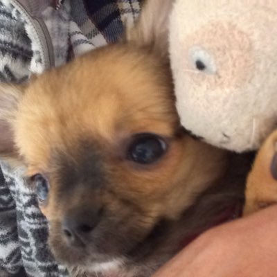 愛犬チワワのみゆさんを愛する♡ あつ森🍊🏝開拓の民 スターダム=朱里 星来芽依 大相撲=若元春 宇良推し