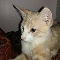 Oliver (@daniell61393122) 's Twitter Profile