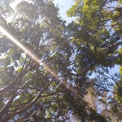 Shalala0904's profile picture. NO LE HABLEN DE AMOR