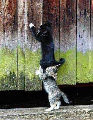 s_vnit's profile picture. Angels to angels 😇😇
Demon to demon 😈😈