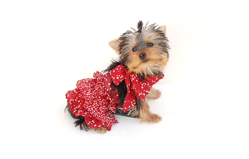 QPetSupplies's profile picture. Specialist in Small pet (dogs & cats) carriers, apparel, beds, charms, Key chains, harnesses, etc.