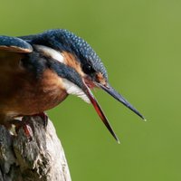 Andy Davis (@andydavis70) 's Twitter Profile