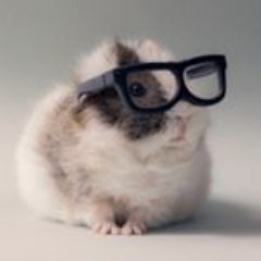 Guinea Pig Info Websites' Twitter Page