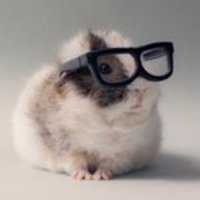 Guinea Pig Info (@info_guinea) 's Twitter Profile
