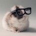 Guinea Pig Info (@info_guinea) Twitter profile photo Guinea Pig Info (@info_guinea) Twitter profile photo