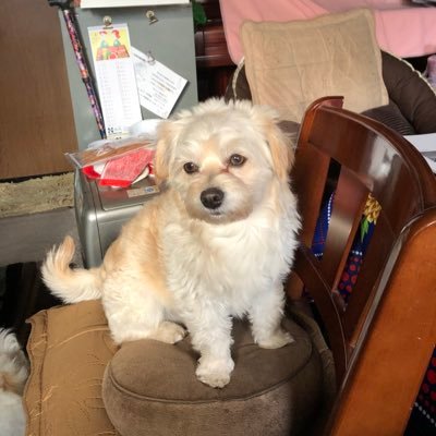 kotozarasi's profile picture. 下手くそ低感度のゲームのプレイ動画をあげていることざらしです。始めたばかりで右も左もわかりませんがよろしくお願いします。色々なゲームをやりますが現在メインはフォートナイトです。 ゲーム兼アニメ垢になりました。フォロバ100 ゆっくり返してるのでフォローが遅くなるかもです   確認コード PHQ3NJ