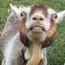 LITERAL GOAT (@tombradynotgoat) Twitter profile photo LITERAL GOAT (@tombradynotgoat) Twitter profile photo