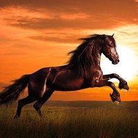 Horse Girl (band) (@horsegirlband) 's Twitter Profile