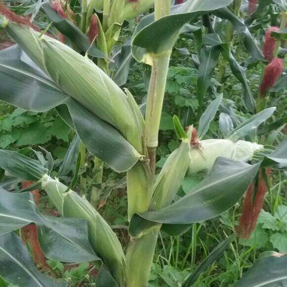 SubaAgro's profile picture. Kilimo Maendeleo