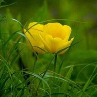 MD HASAN KHAN (@mdhasan84701511) 's Twitter Profile